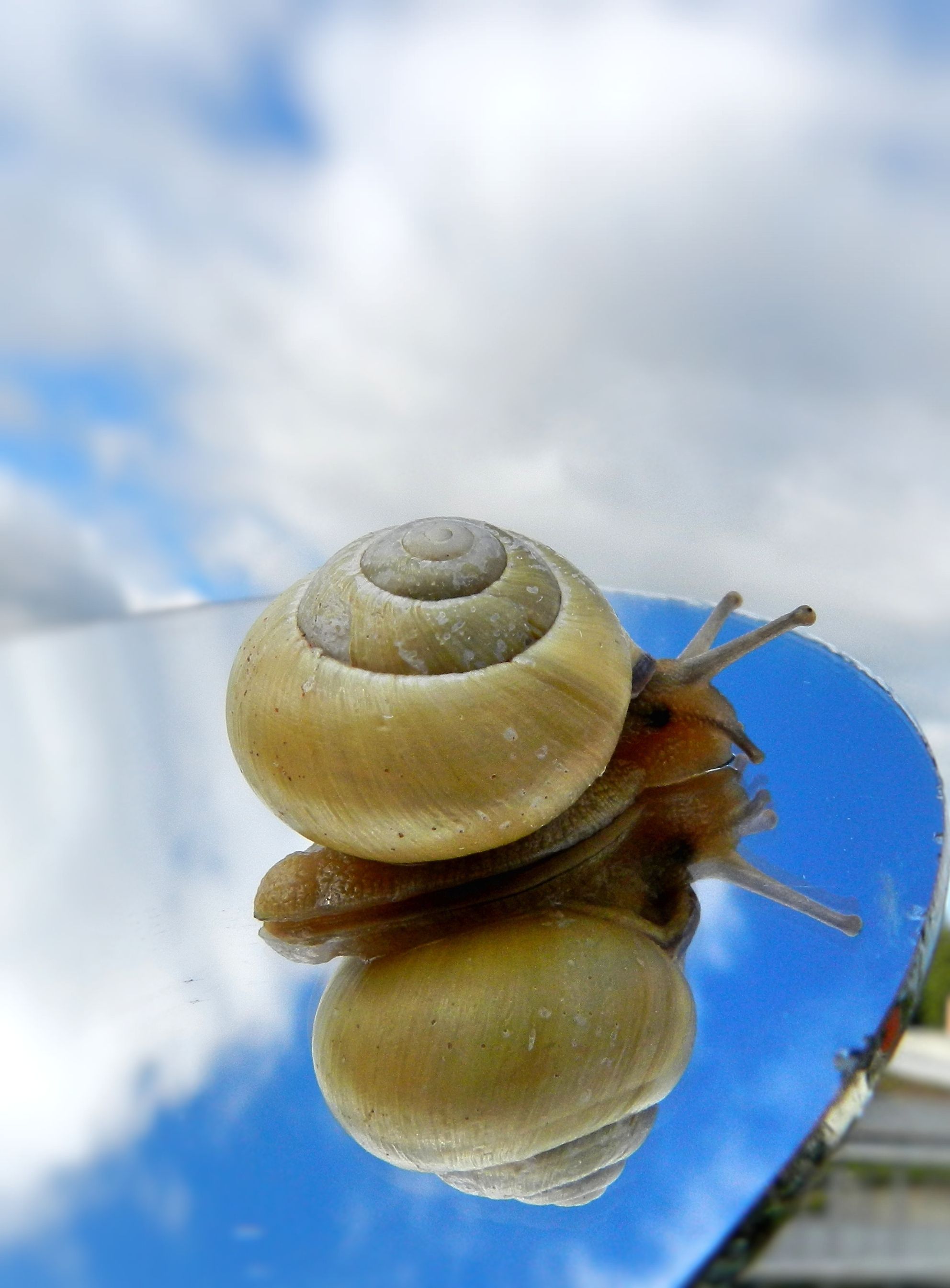 Spiegelschnecke